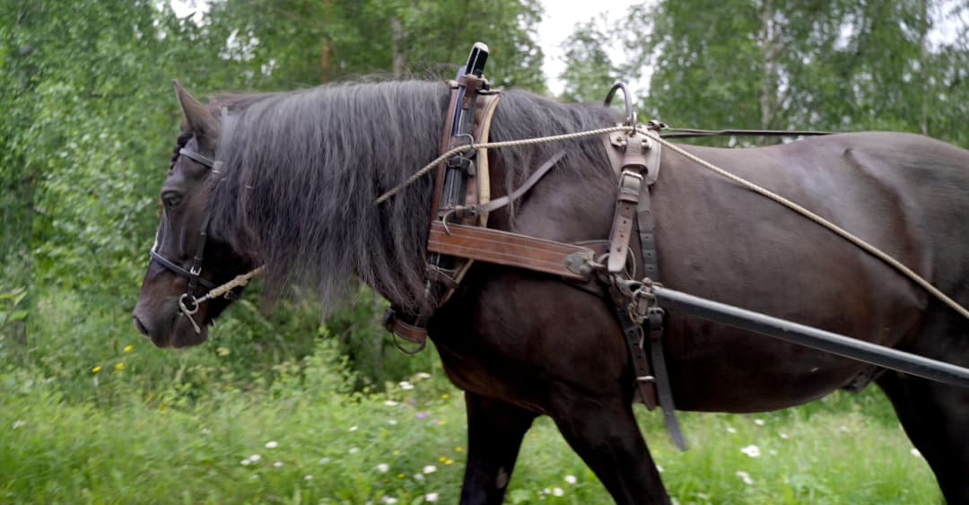 Svart häst med sele