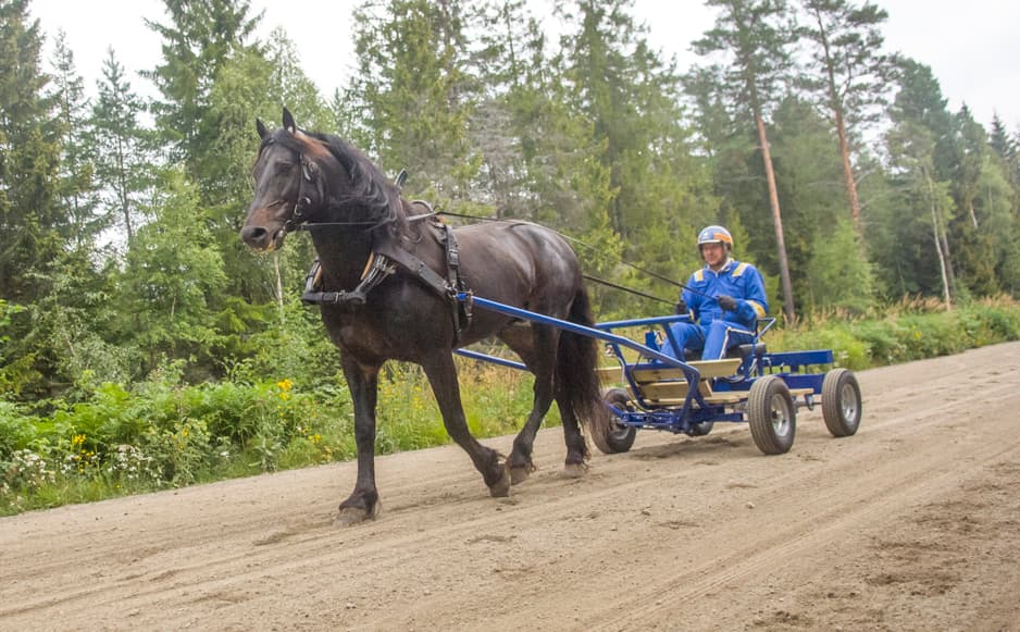 Häst och träningsvagn under ett träningspass